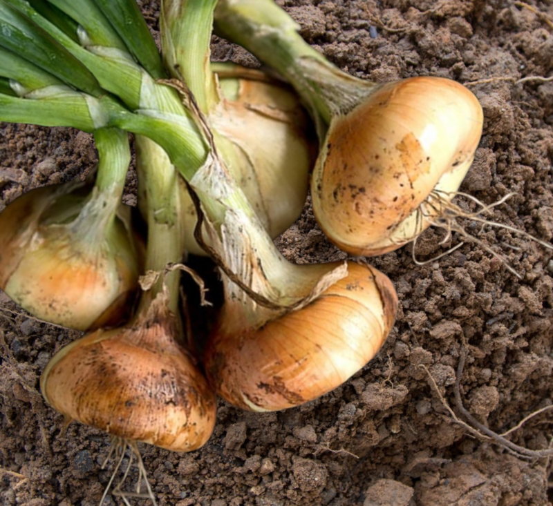 Heirloom Sweet Spanish Onion Seeds