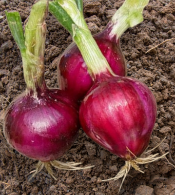 Heirloom Round Tropea Onion Seeds