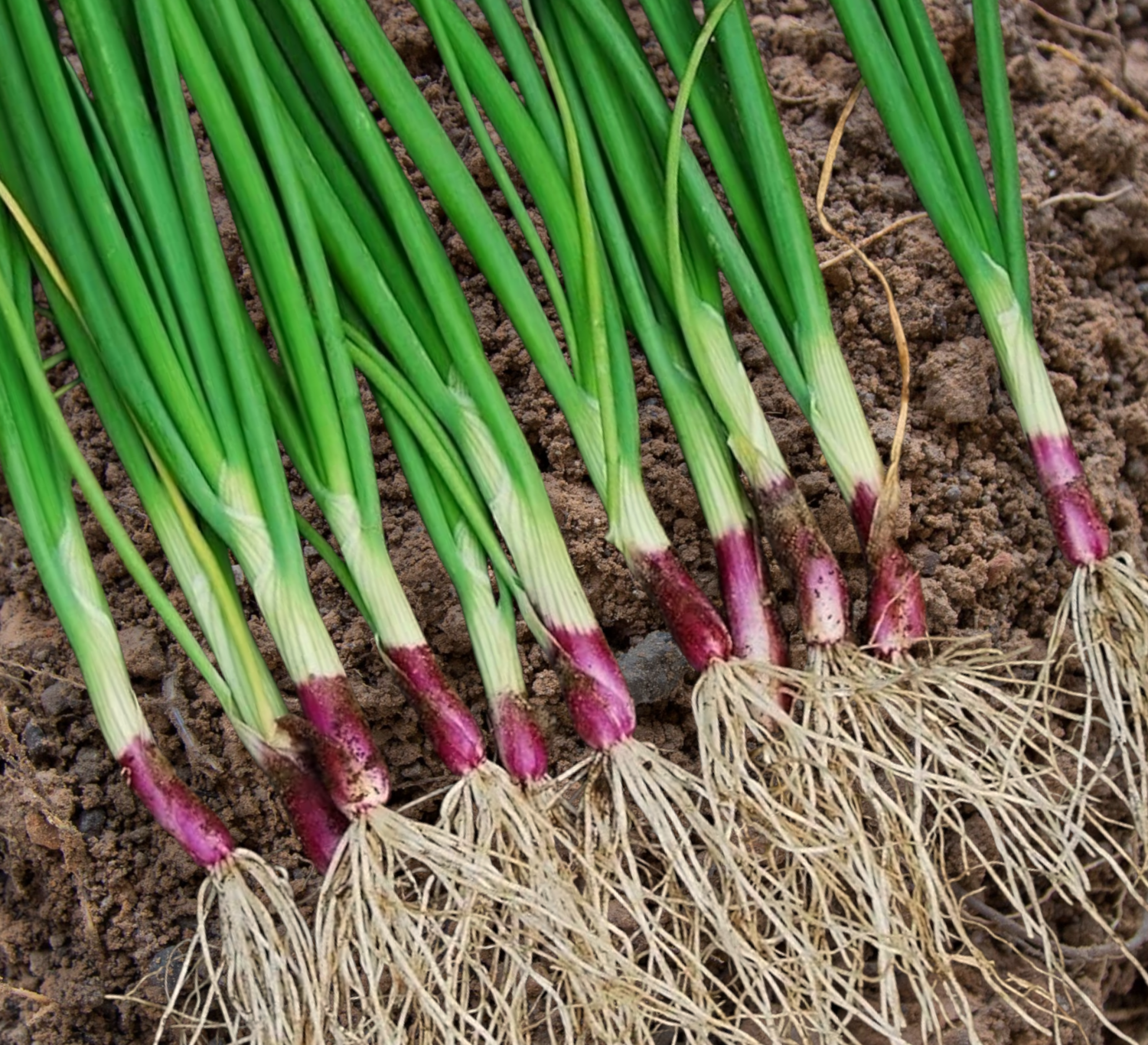 Red Bunching Hybrid Onion Seeds