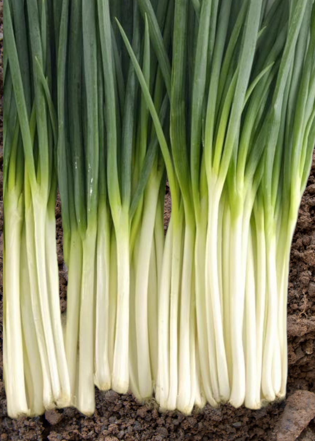 Southport White Hybrid Bunching Onion Seeds