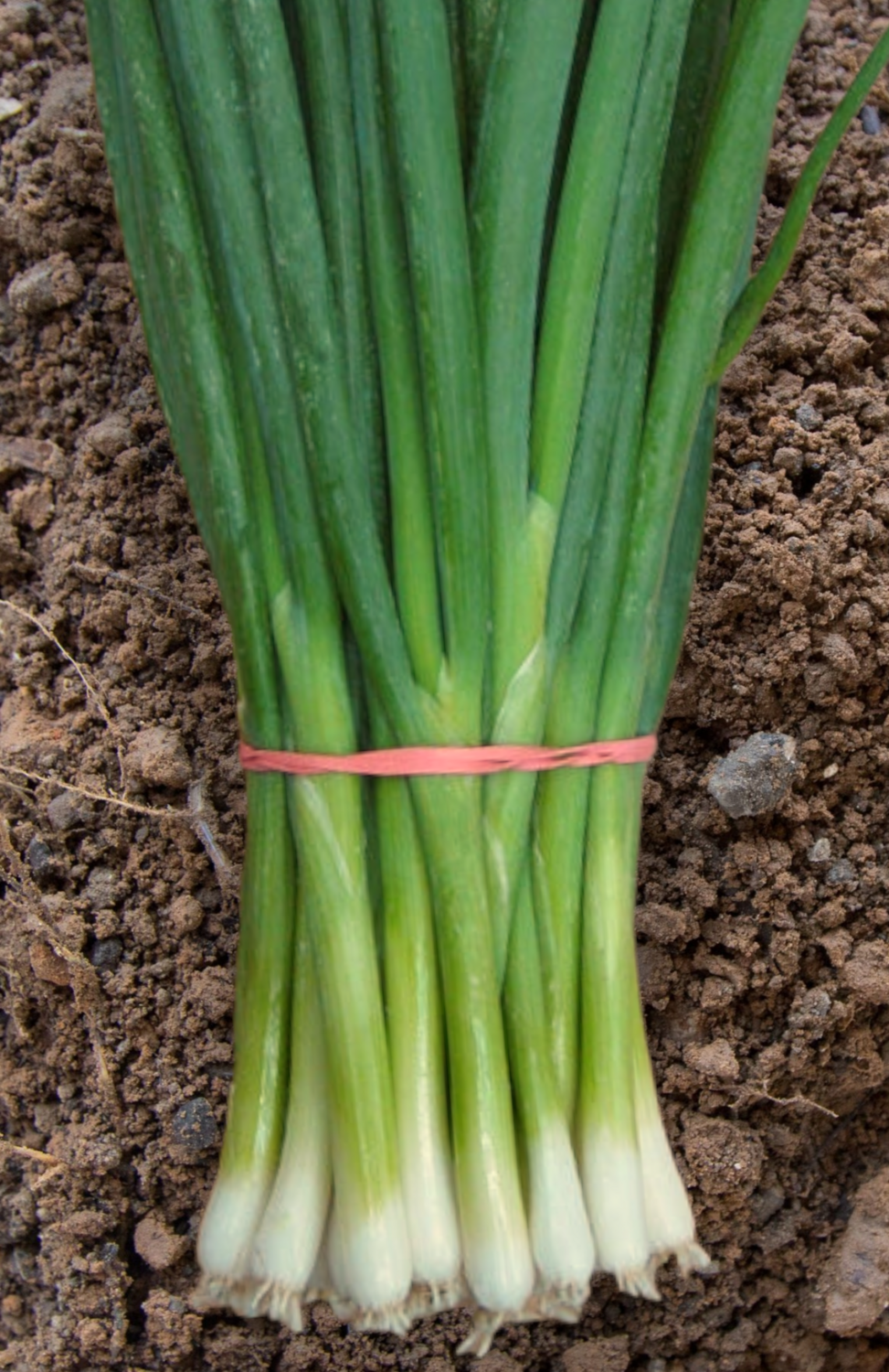  Parade Bunching Onion Seeds