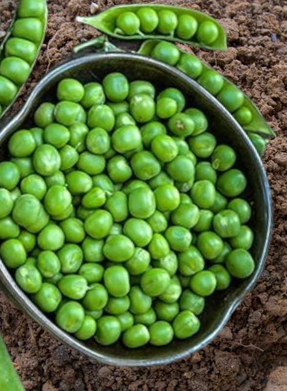 Heirloom lillian s caseload pea seeds