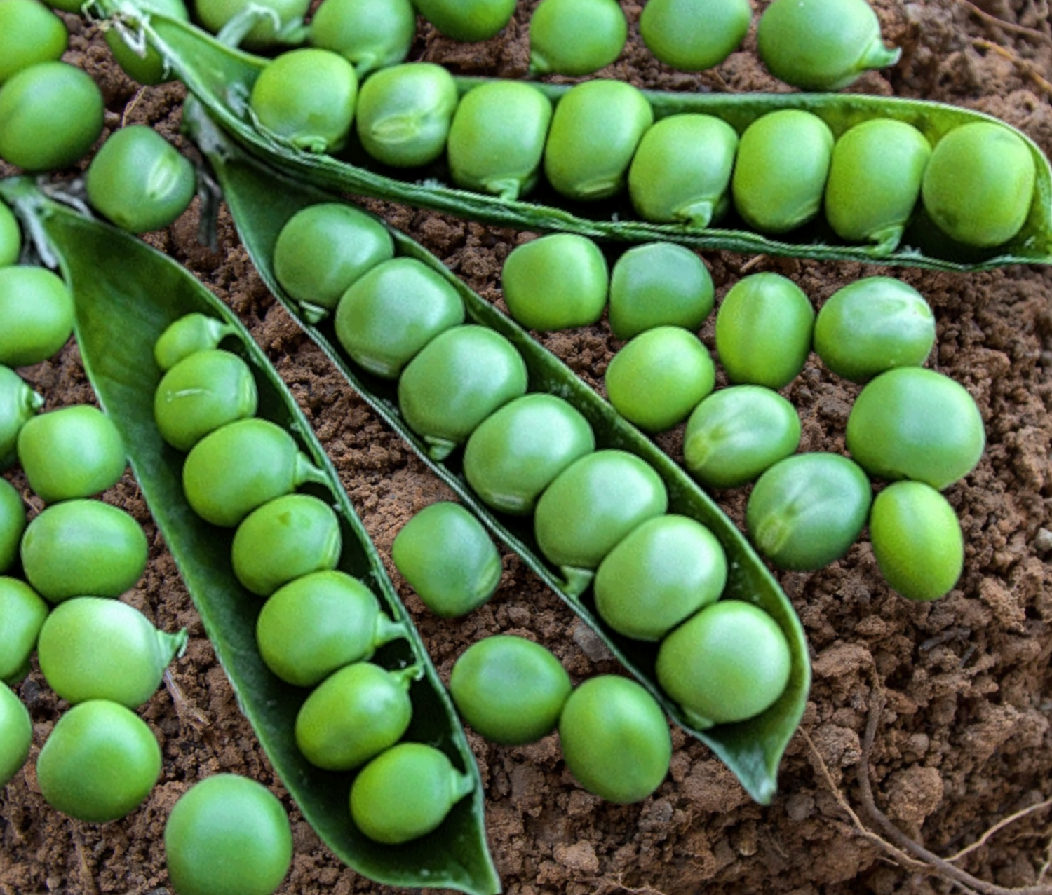 Heirloom Little Marvel Pea Seeds