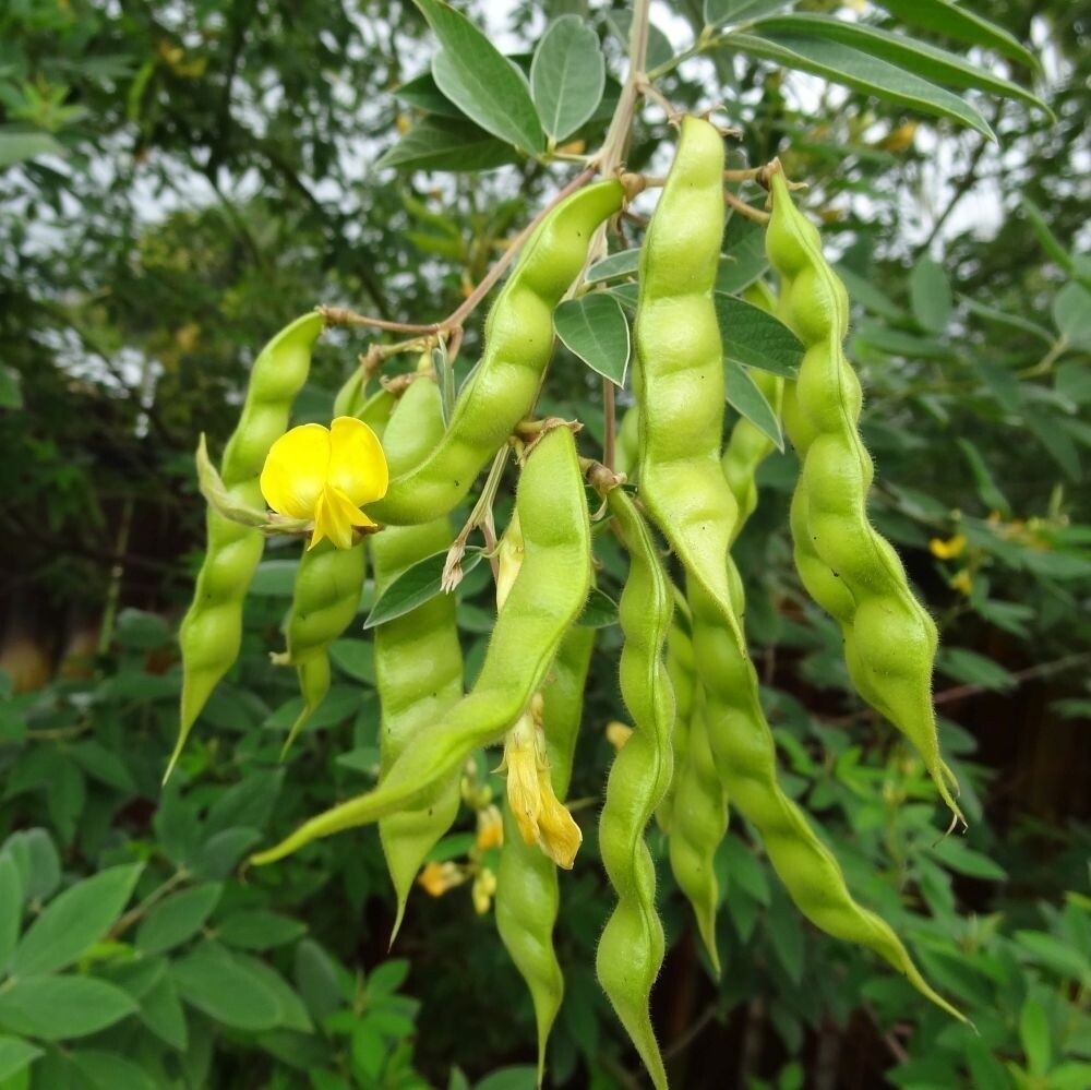 Heirloom Pigeon Pea (Gandul) Seeds