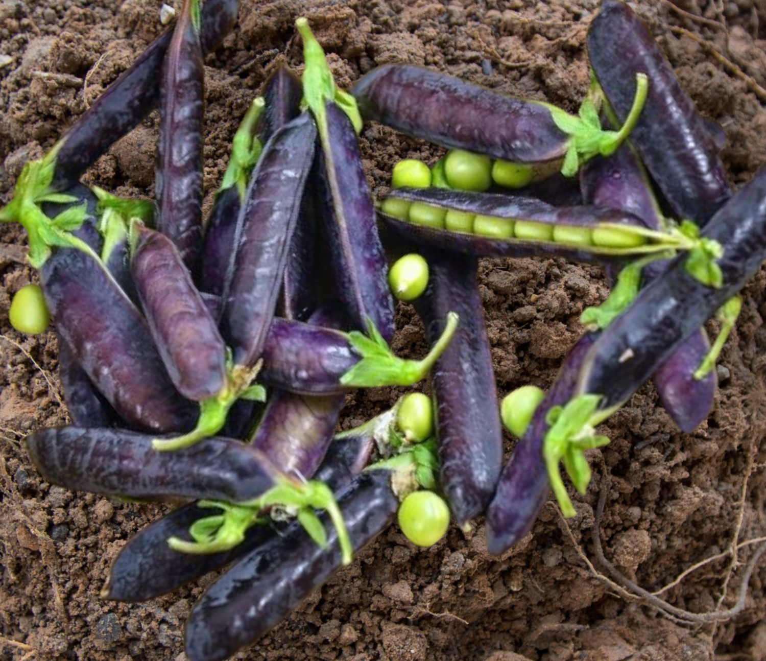 Heirloom King Tut Purple Pea Seeds