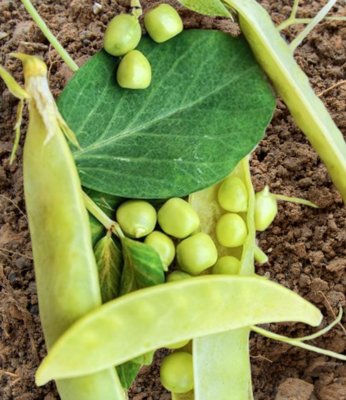 Heirloom Golden Sweet Snow Pea Seeds