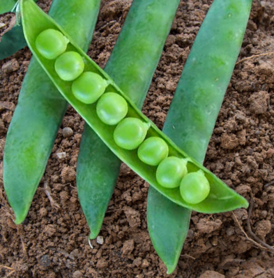 Green Arrow Hybrid Pea Seeds