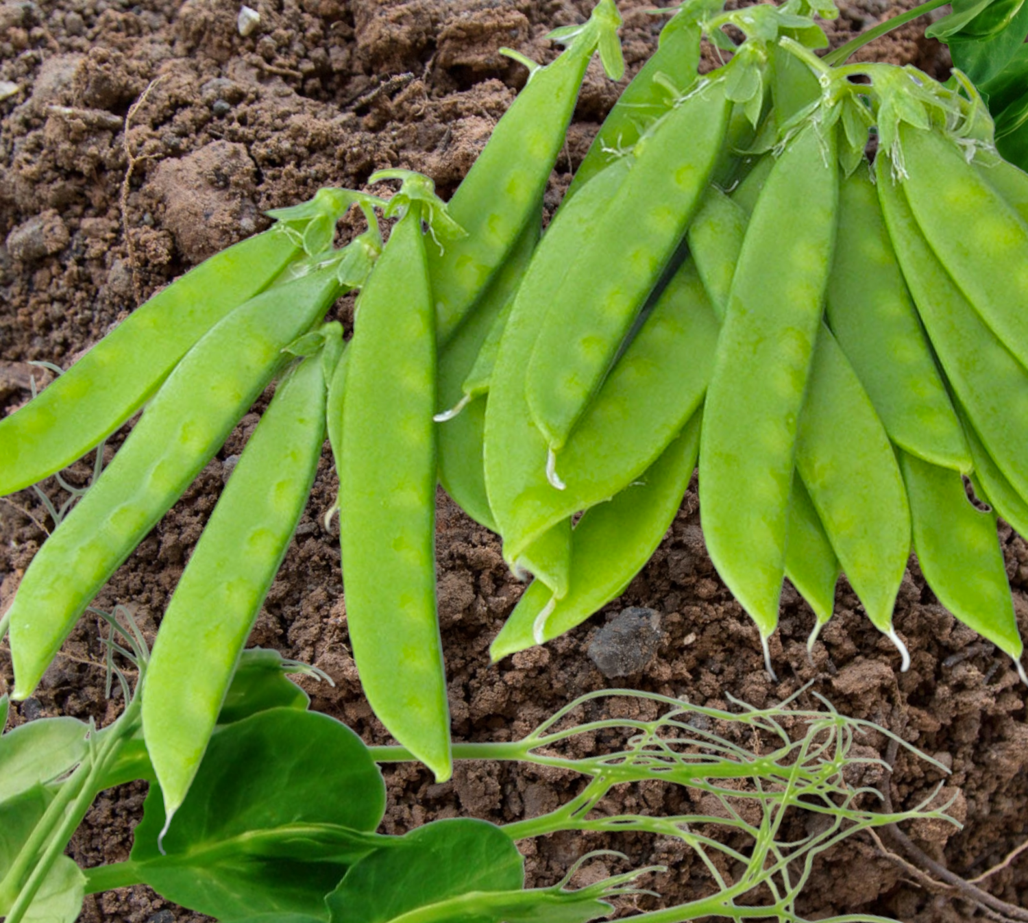 Norli Hybrid Pea Seeds