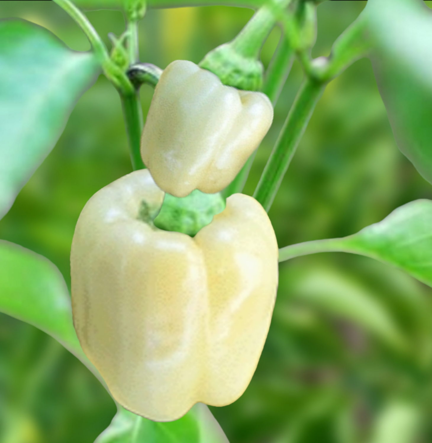 Heirloom Albino Bull Nose Pepper Seeds