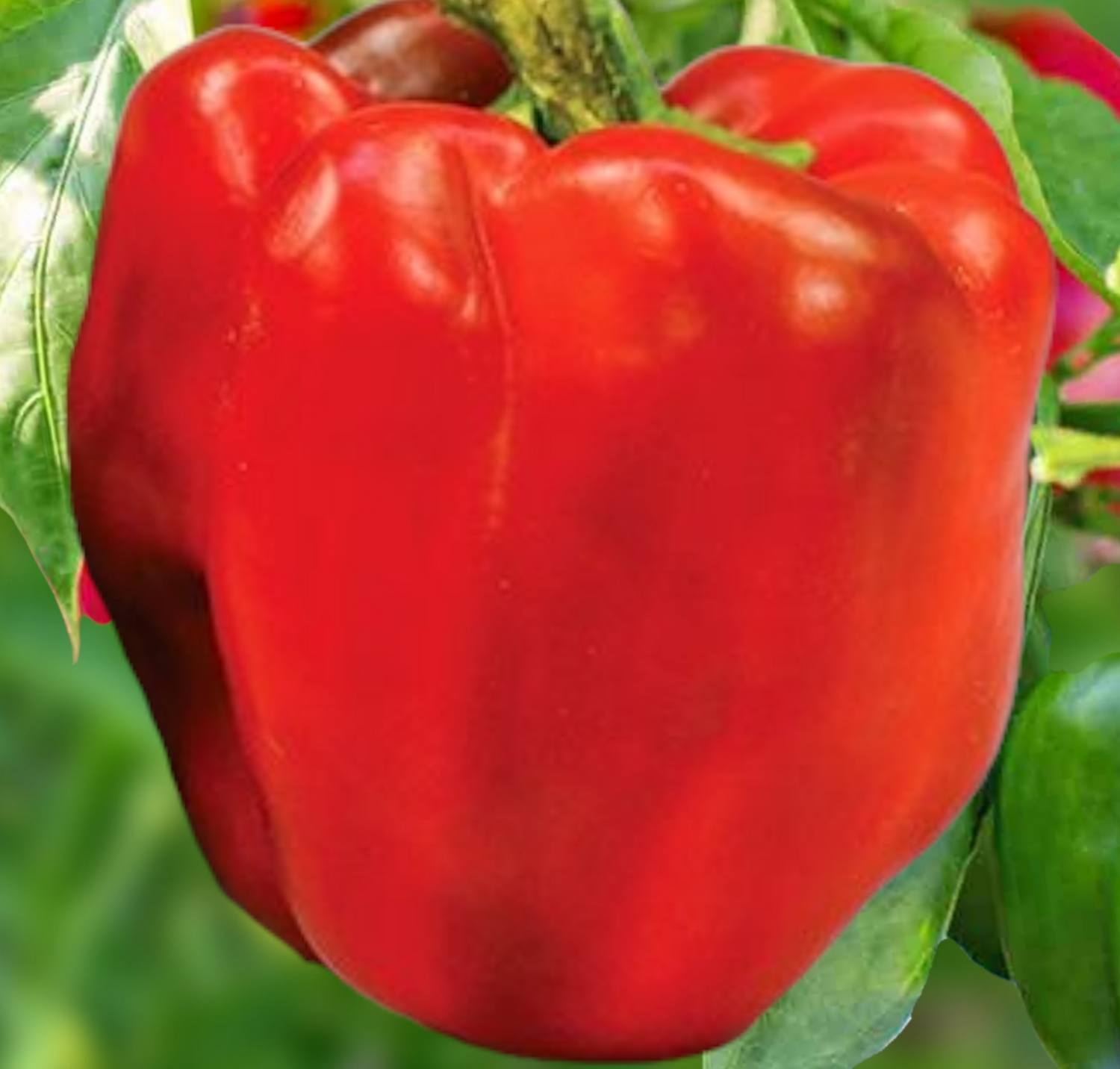Heirloom King of the North Pepper Seeds