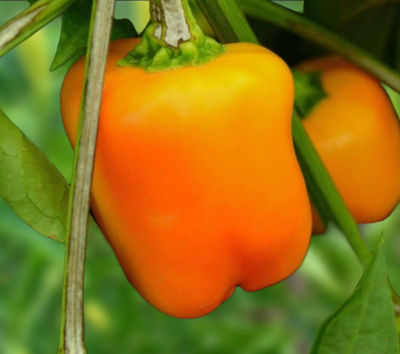 Heirloom Orange Bell Pepper Seeds