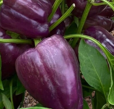 Heirloom Purple Beauty Bell Pepper Seeds