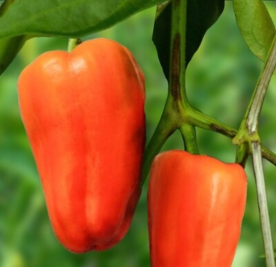 Heirloom Rewia Pepper Seeds