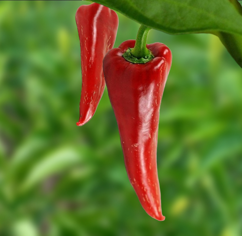 Heirloom ajvarski pepper seeds