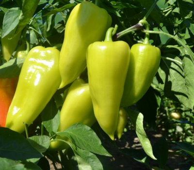 Heirloom Cubanelle Pepper Seeds