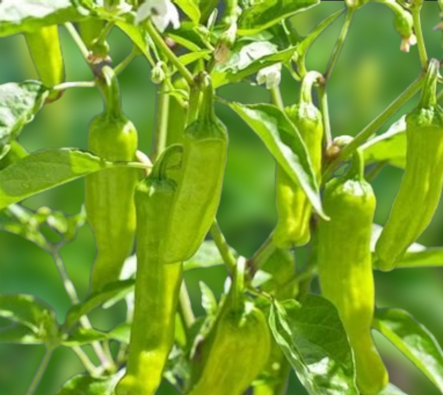 Heirloom Italian Pepperoncini Pepper Seeds