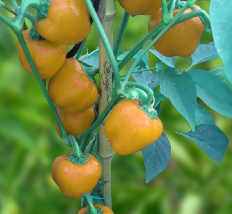 Yes to Yellow Pepper Seeds