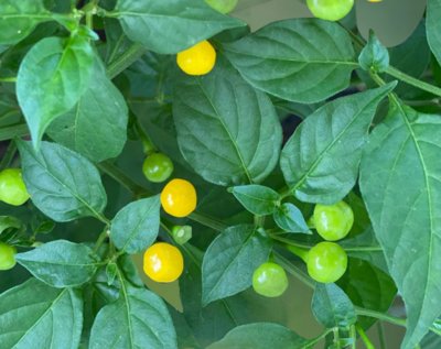 Heirloom Aji Charapita Hot Pepper Seeds