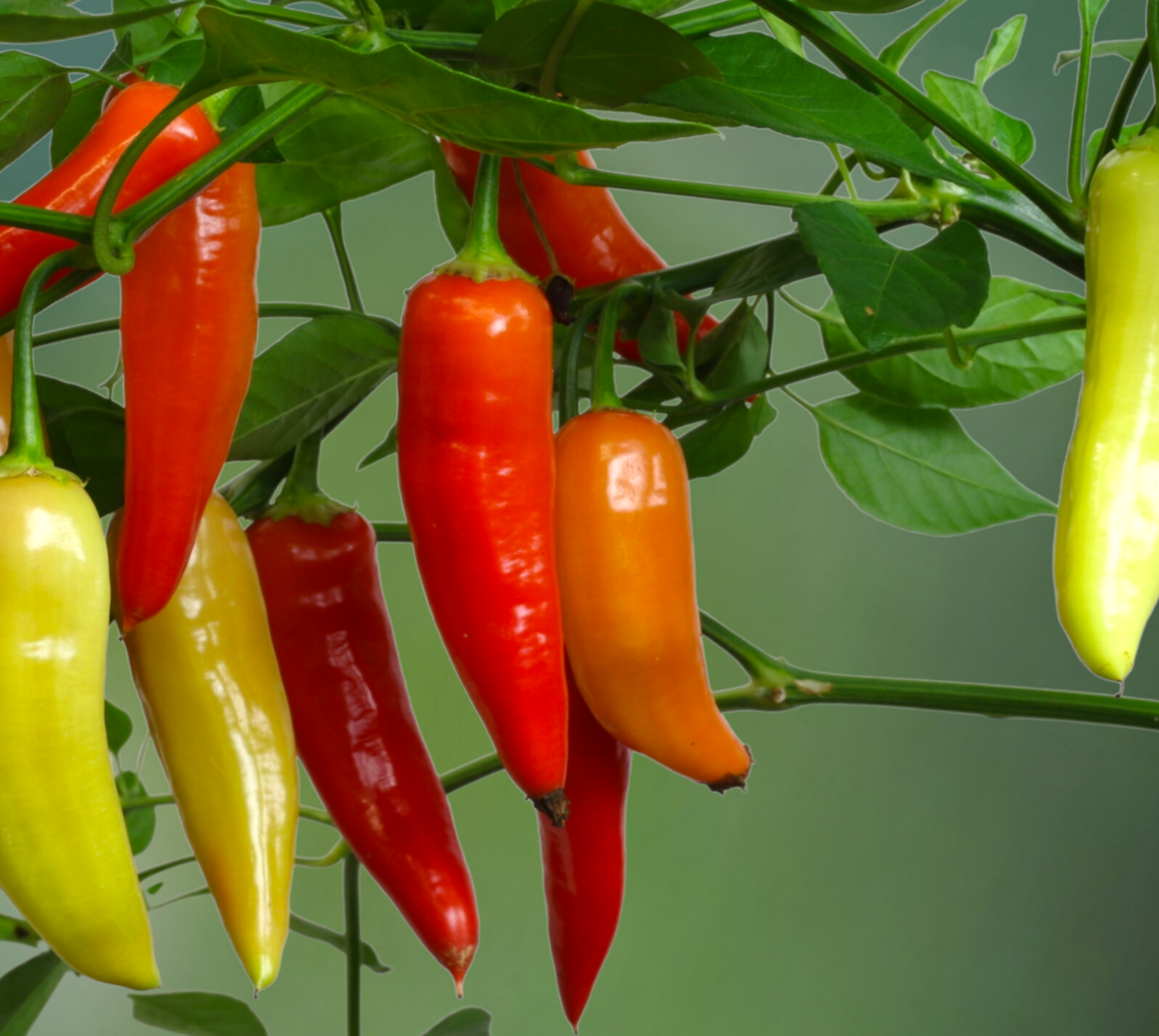 Heirloom Aji Cristal Hot Pepper Seeds