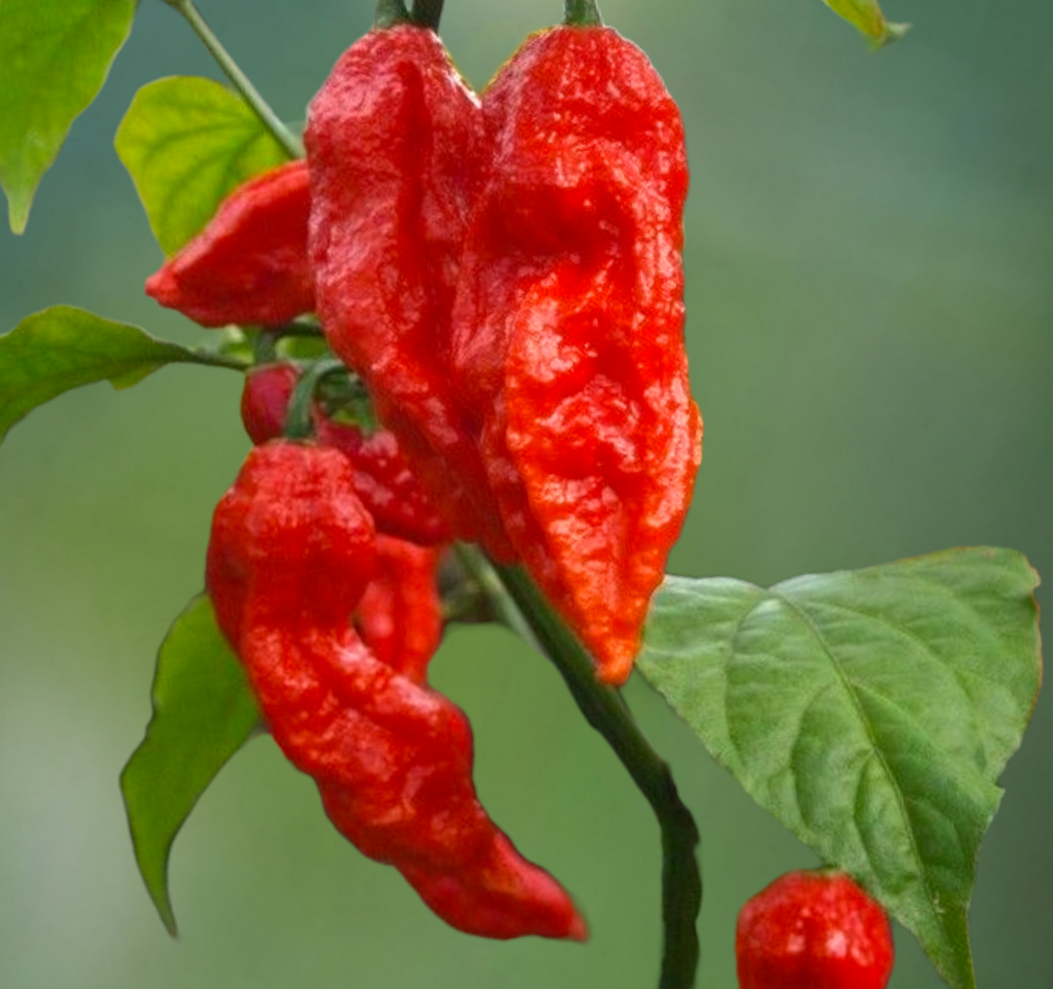 Red Ghost Bhut Jolokia Hot Pepper Seeds