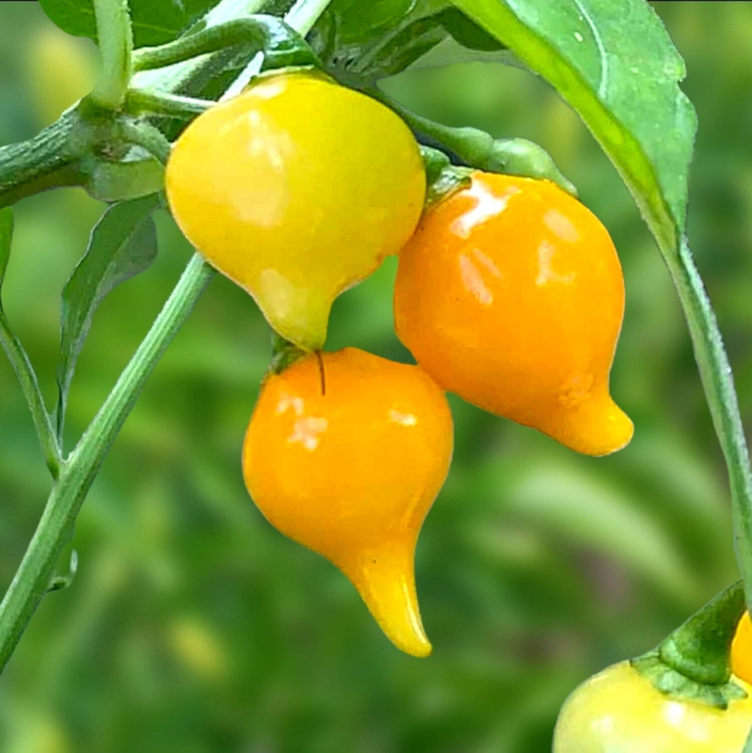 Heirloom Biquinho Yellow Hot Pepper Seeds