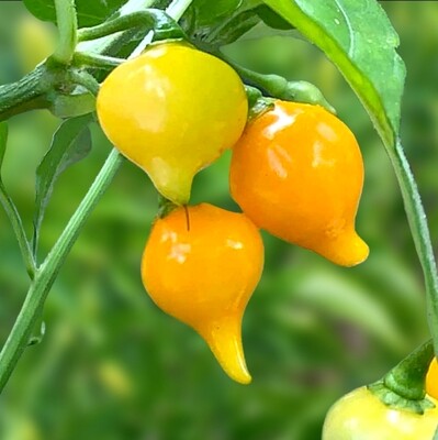 Heirloom Biquinho Yellow Hot Pepper Seeds