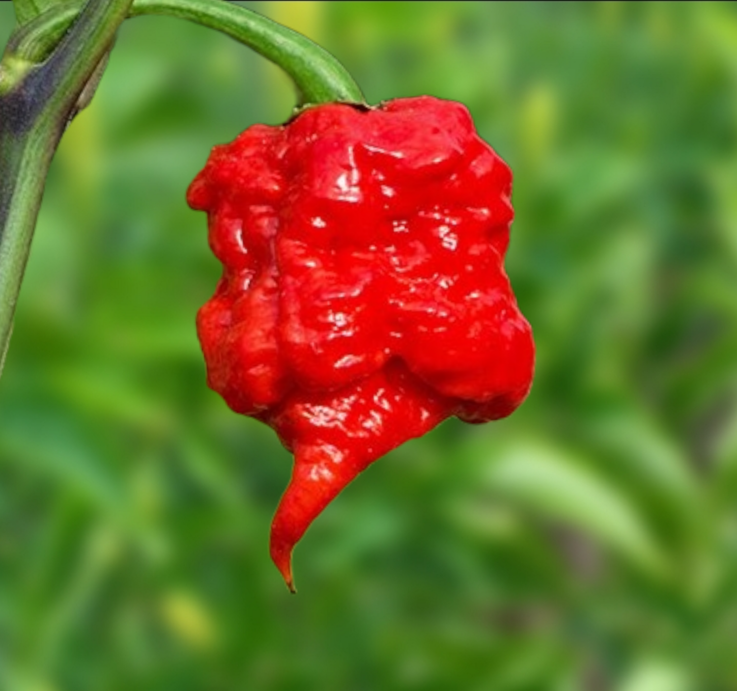 Carolina Reaper Hot Pepper Seeds