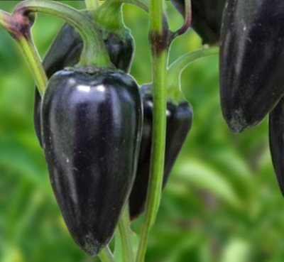Black Hungarian Hot Pepper Seeds