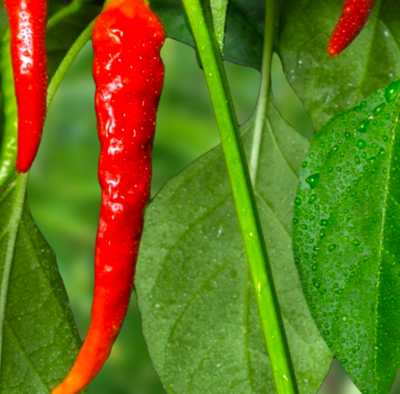 Heirloom Cayenne Hot Long Pepper Seeds
