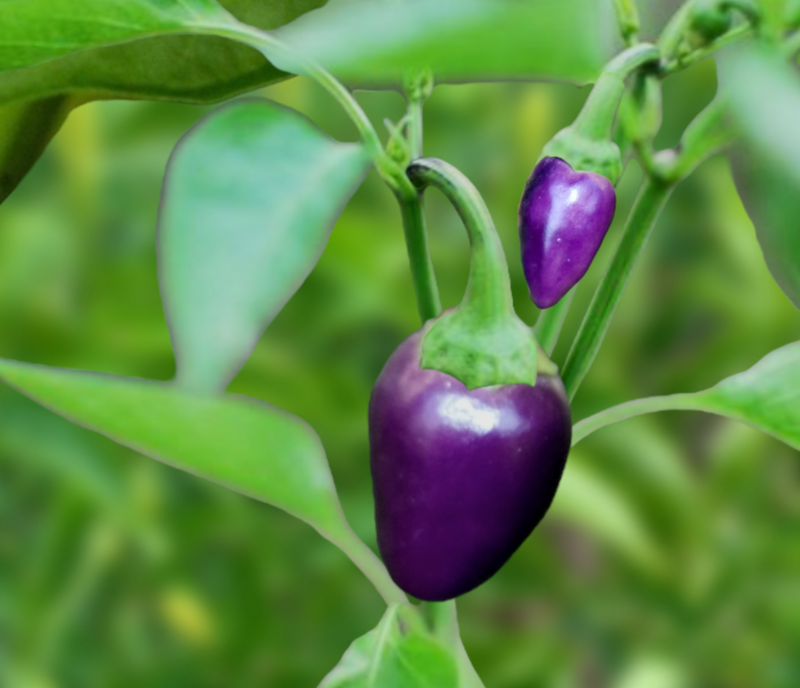 Heirloom Filius Blue Hot Pepper Seeds