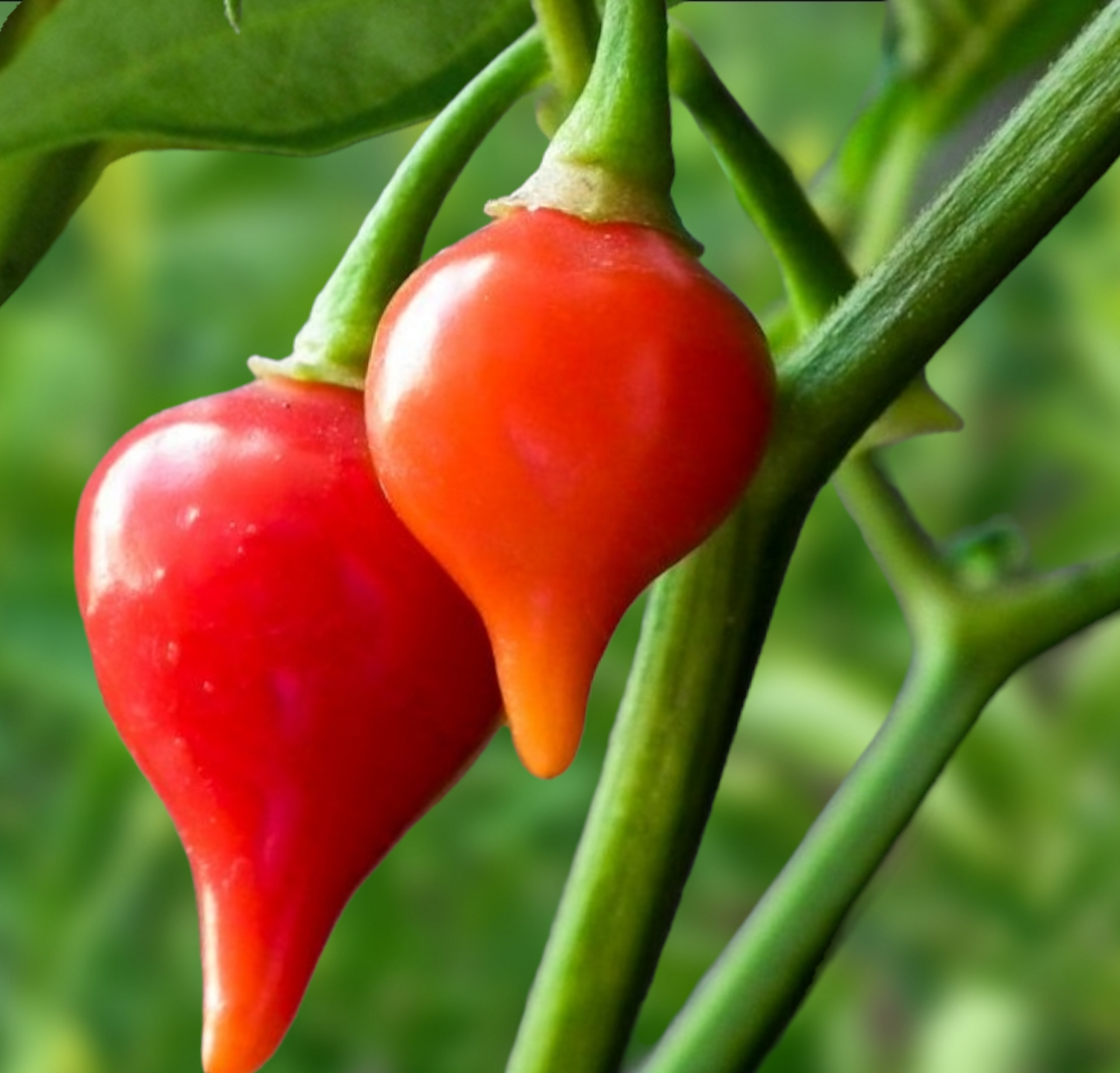 Heirloom Biquinho Red Hot Pepper Seeds