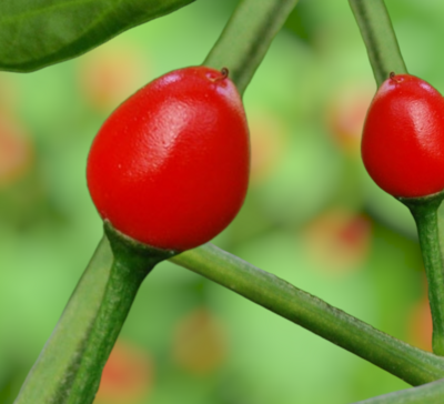 Heirloom Chiltepin Hot Red Pepper Seeds