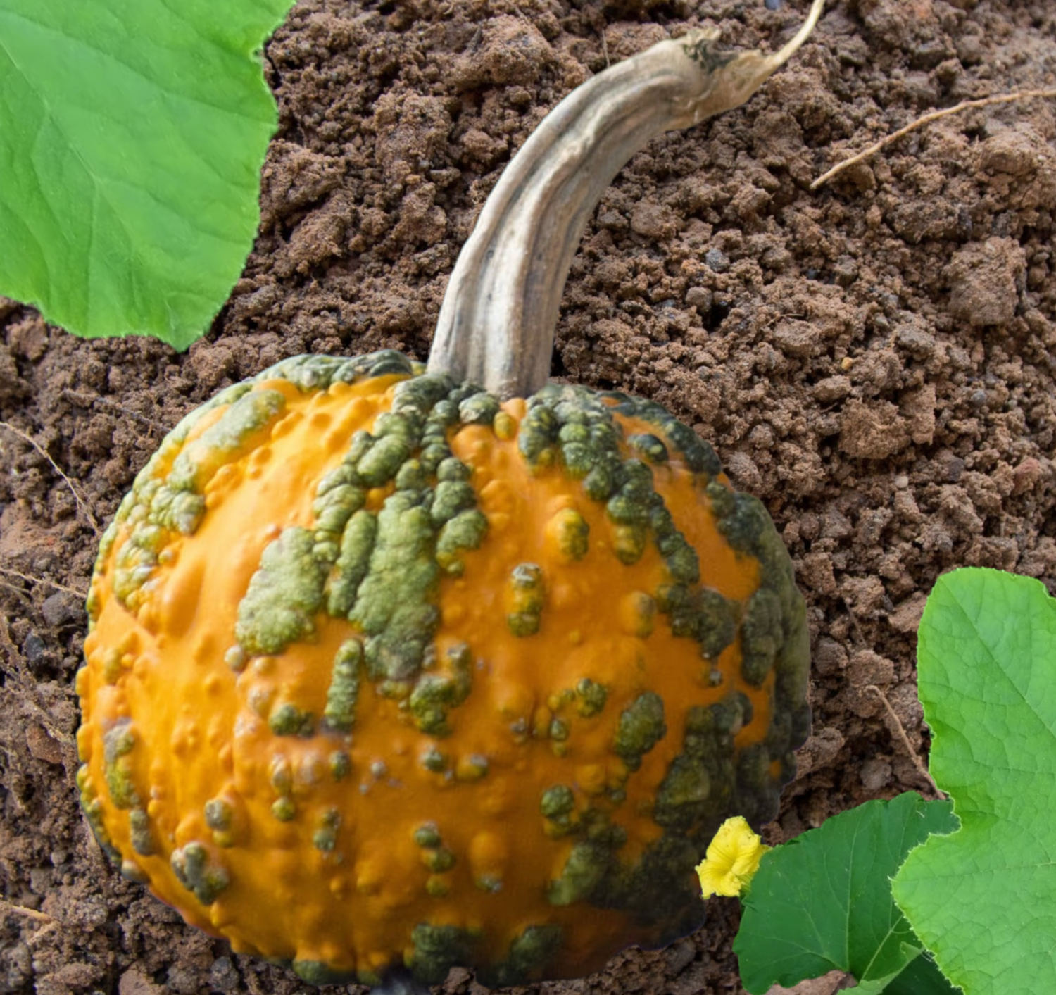 Minwarts Hybrid Pumpkin Seeds