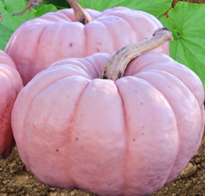 Porcelain Doll Improved Hybrid Pumpkin Seeds