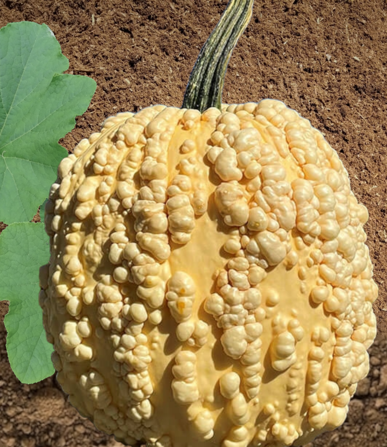 Popcorn Hybrid Pumpkin Seeds