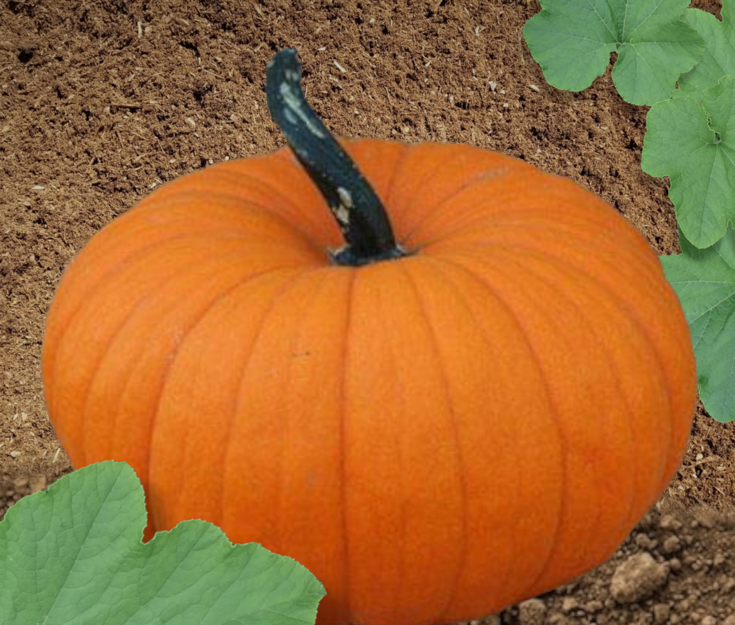 Flatso Hybrid Pumpkin Seeds
