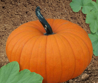 Flatso Hybrid Pumpkin Seeds