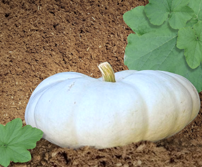 Heirloom Flat White Boer Pumpkin Seeds