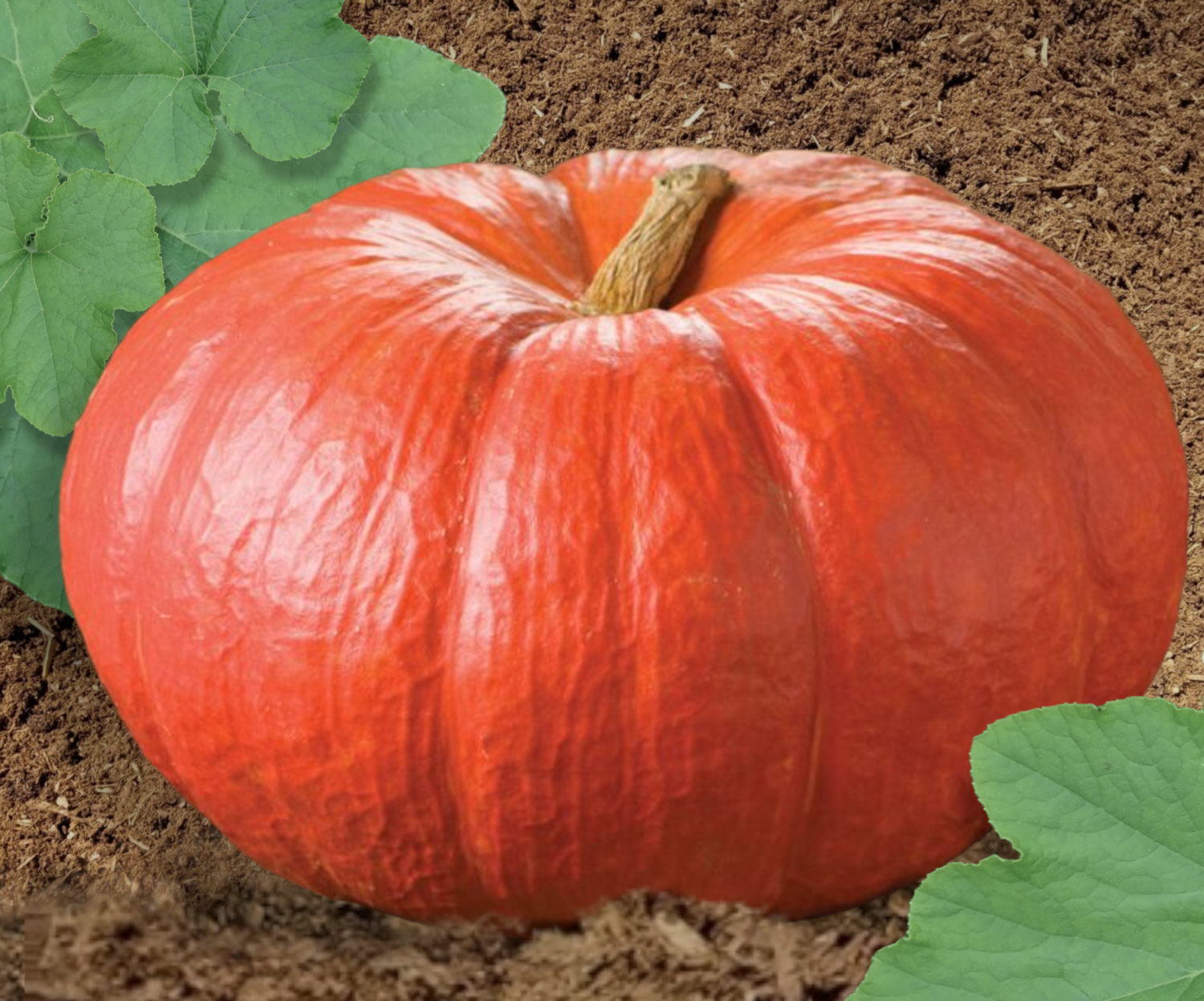 Heirloom Rouge Vif D' Etampes Pumpkin Seeds