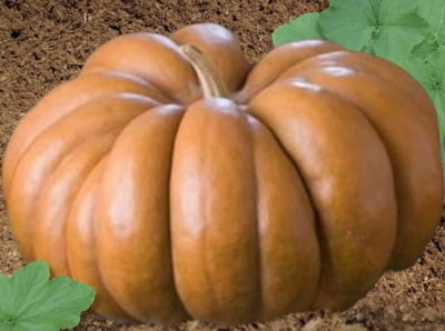 Heirloom Musquee De Provence Pumpkin Seeds