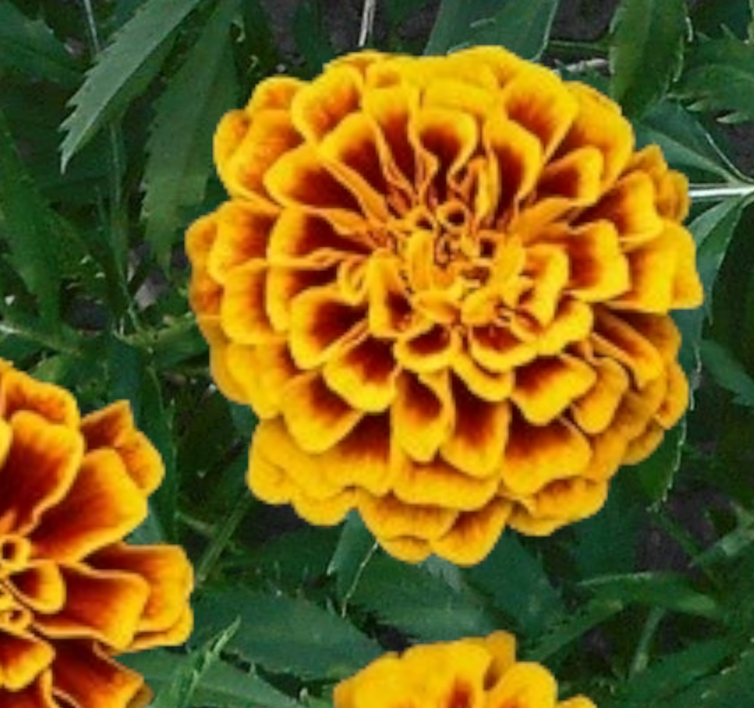  Colossus Red Gold Marigold Seeds