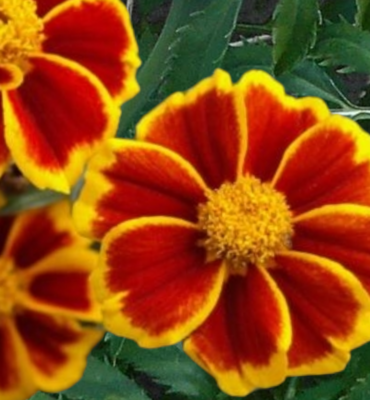 Orange Flame Marigold Seeds