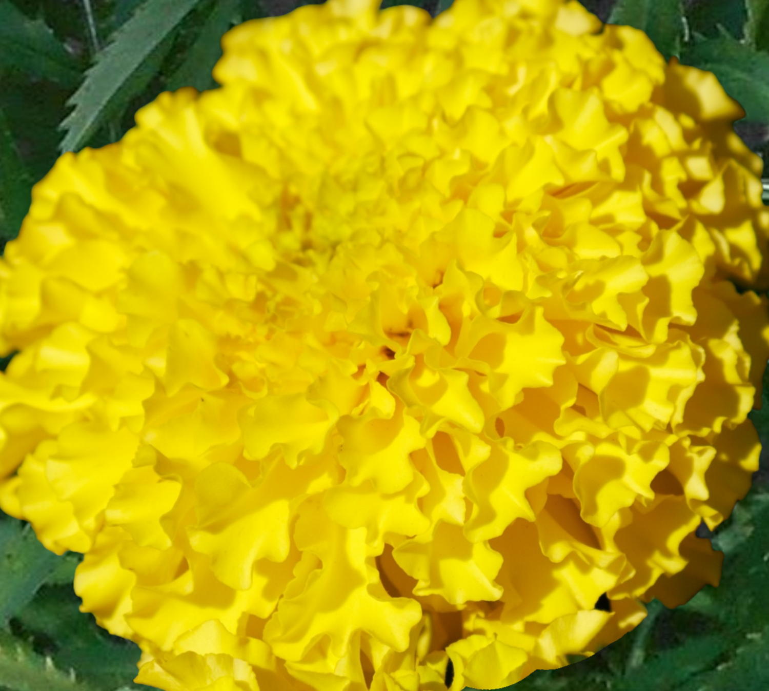  Coco Deep Yellow Marigold Seeds