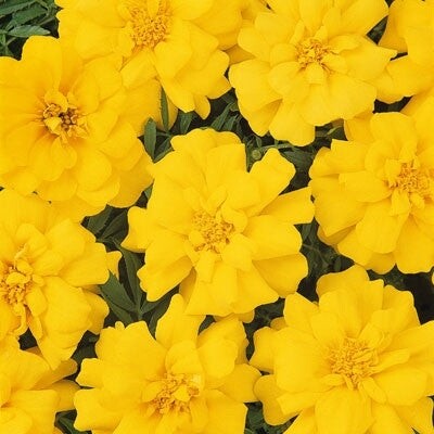  Durango Yellow Marigold Seeds