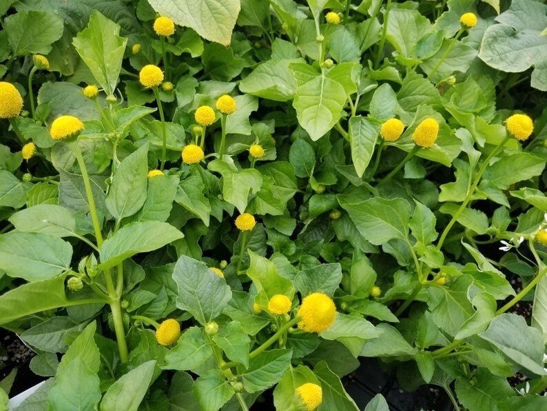 Yellow Toothache Plant Seeds