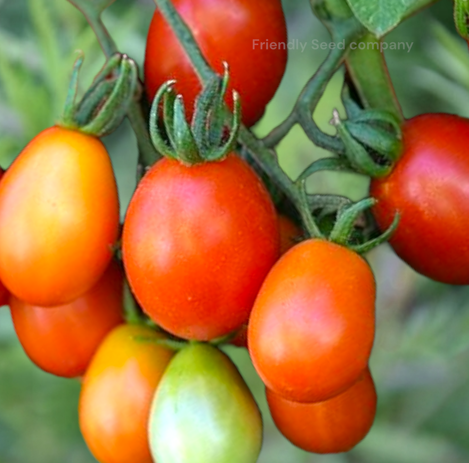 Heirloom A Grappoli D'Inverno Tomato Seeds