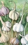 Tips for Growing Garlic