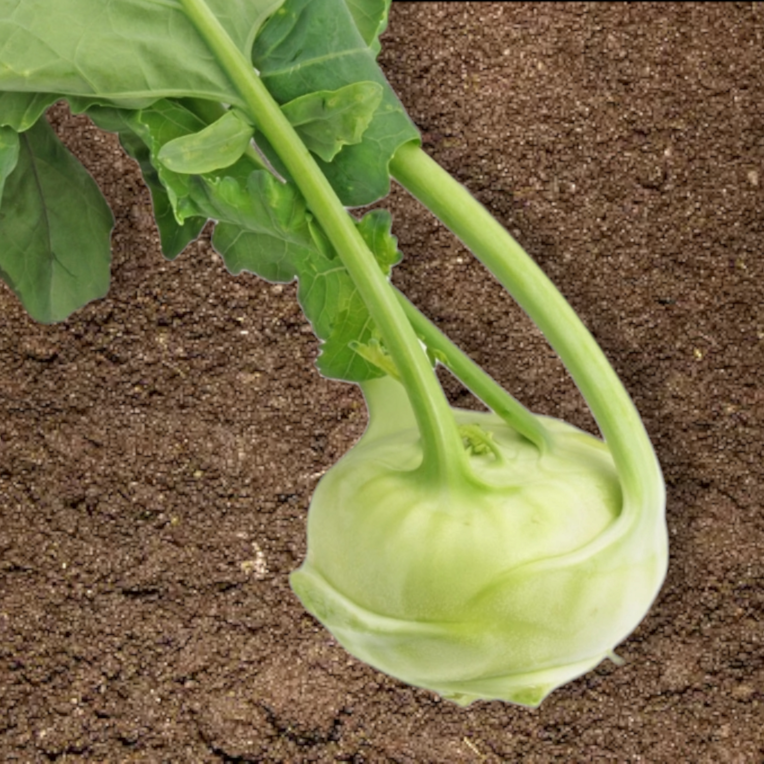 Tips for Growing Kohlrabi 