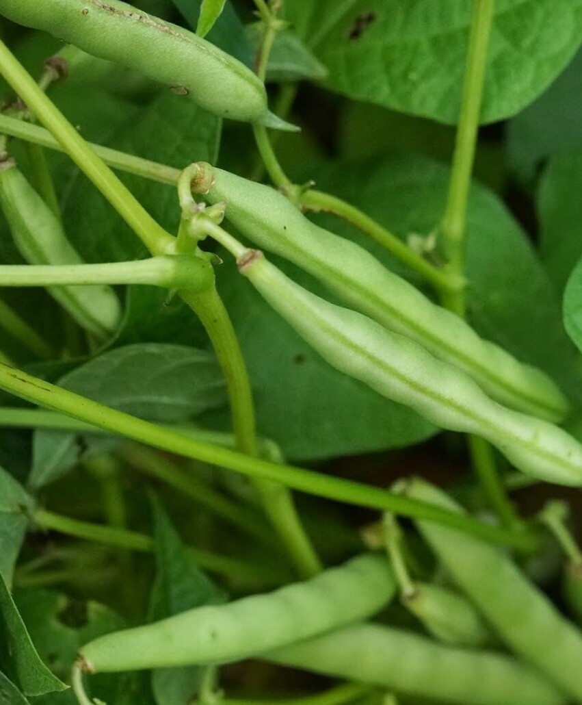 Mayocoba Bean Seeds