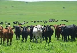 AS Course Beef Cattle Production (5 days)
